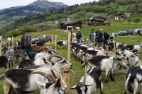 Альпийские и ангорские козы