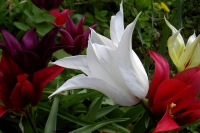 Белый тюльпан "White Trumphator"
