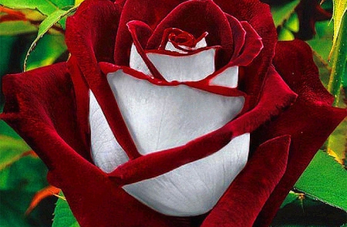 Роза Осирия - один из лучших примеров селекции