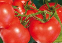 Созревшие плоды помидора Ивановец