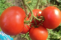 Созревшие плоды томата