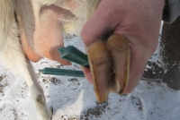 Подрезаем копыта у козы