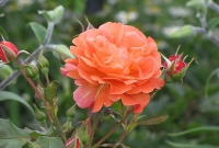 Оранжевый с оттенками желтого - вот такой цветок у розы Вестерлэнд