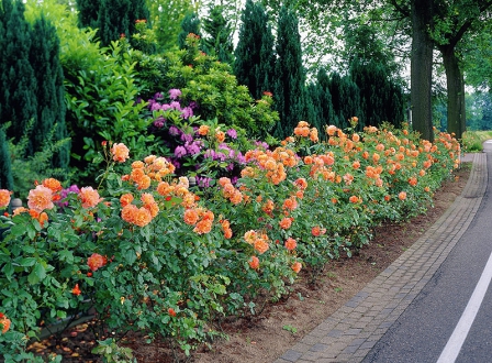 Яркая и ароматная роза Westerland