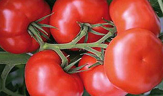 Красный томат "Бейсужeк", F1