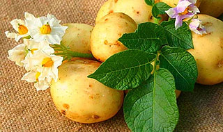 Свойства картофеля