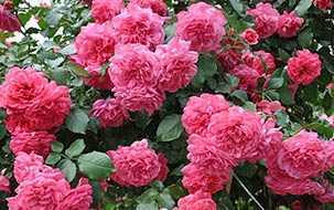 Плетистая роза "Rosarium Uetersen"